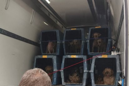 MACROOPERATIVO EN GIJÓN: LA GUARDIA CIVIL EVACÚA MÁS DE 300 PERROS DE UN CRIADERO BAJO INVESTIGACIÓN